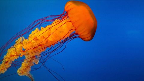 op script aimbot weapon spwnneand more - Universal script preview