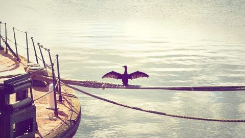 op script aimbot esp and more - Universal script preview