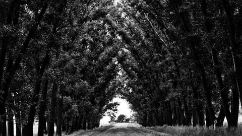 dwa - Universal script preview