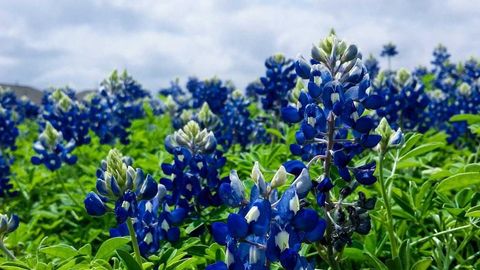 dsawd - Universal script preview