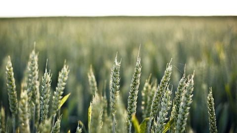 BEST OP Script GUI FREE - Universal script preview