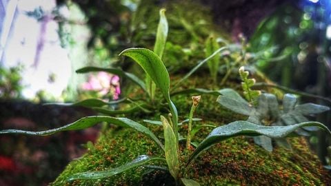 op script for can farm keyless - Universal script preview