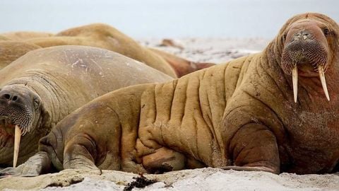 op script exp farming - Universal script preview