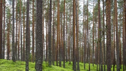 op script exp farming - Universal script preview