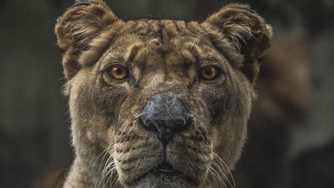 op script for can farm keyless - Universal script preview