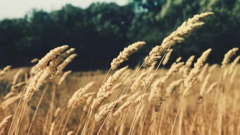 op script for can farm keyless - Universal script preview