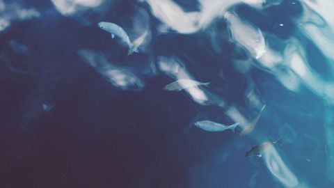 op script exp farm kill - Universal script preview