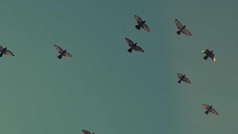 op script exp farm kill - Universal script preview