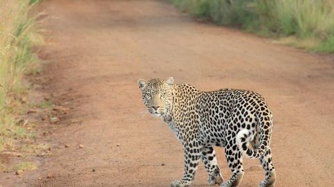 op script exp farm kill - Universal script preview