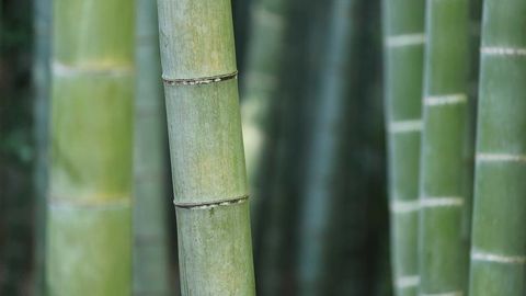 op script exp farm kill - Universal script preview