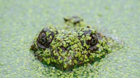 BEST OP Script GUI FREE - Universal script preview