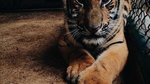 op script - Universal script preview