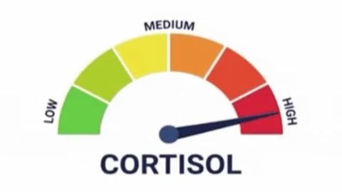 KONI HUBB - Universal script preview