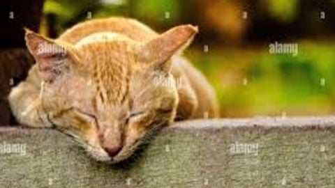 fe open source noclip with gui - Unknown script preview