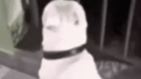 project 79x9z99x v1 - Unknown script preview