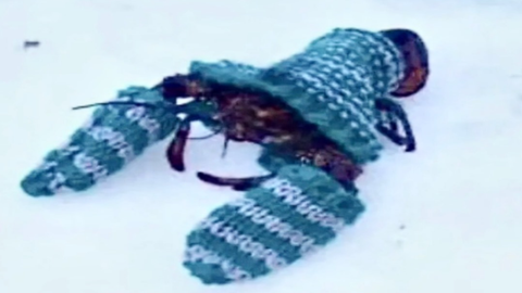 ESP AND AIMLOCK WITH NPCs SUPPORT - Unknown script preview