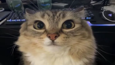 KRNL Hub - Unknown script preview