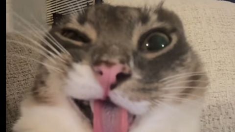 Yo i got a plan - Unknown script preview