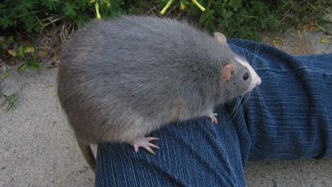 KEYLESS bleed universal voice chat byp*er and hub - Unknown script preview