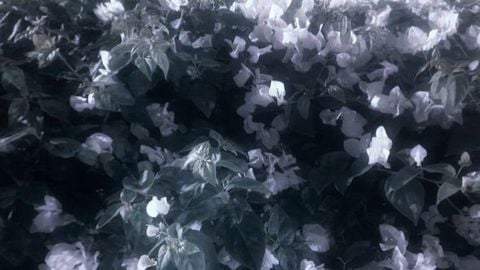 ValeriaHub - Universal script preview