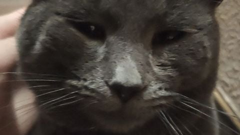 Trident survival - Unknown script preview