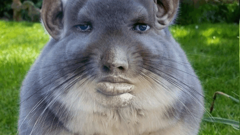 Animation Tracker - Unknown script preview