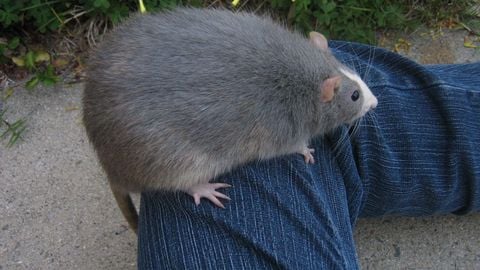 vc byp*er and mic up universal script - Unknown script preview