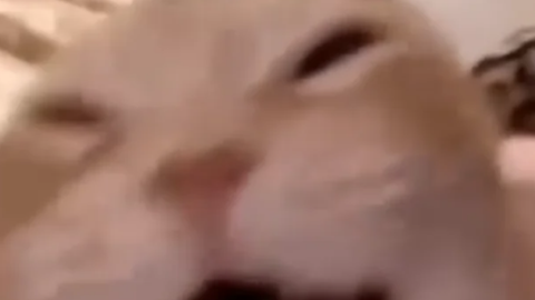 fly gui made by google - Unknown script preview