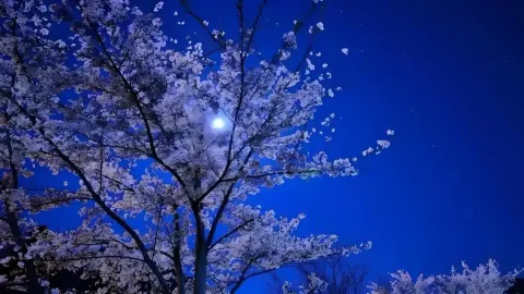 C4NDY3GG AUT0 F4RM - Unknown script preview