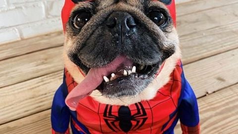 Id plys - Unknown script preview