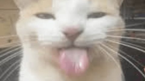 Dex Honey Preview Remake - Unknown script preview