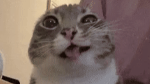 Tbo hub op many feature and more keyless - Universal script preview