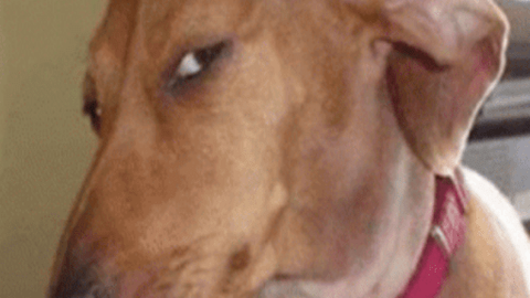 Arcs yield - Unknown script preview