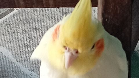 Show Fps - Unknown script preview