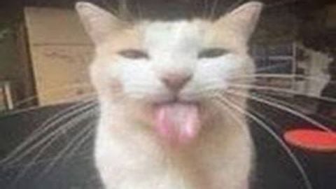 LEAKED AI SKIDDED POLARIA - Unknown script preview