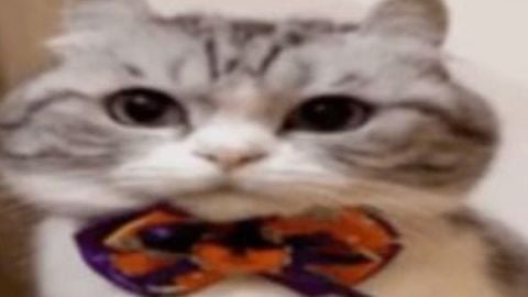 follow me on tiktok @gatotontoxdd and on roblox @tilin257222 - Unknown script preview