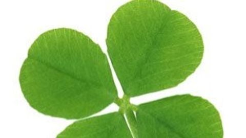 Dupe script for sailor piece no game id sadly - Unknown script preview