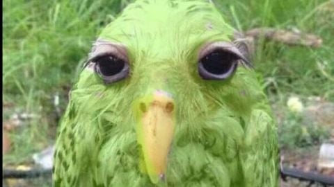 Spelling Race script - Unknown script preview