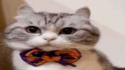 Tilin gui v1 - Unknown script preview