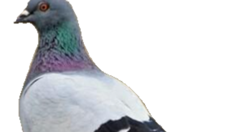 NOD HUB - Unknown script preview