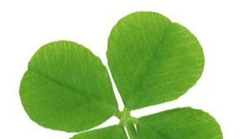 Updated dupe script - Universal script preview