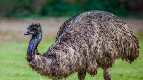 C00lKid Guiu script - Unknown script preview