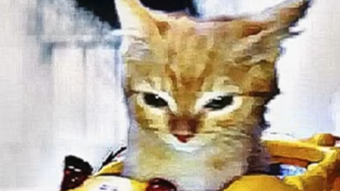 Lua fly chatgpt - Unknown script preview