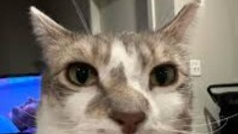 free aimbot - Unknown script preview