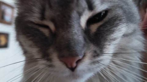 Yasiahub - Unknown script preview