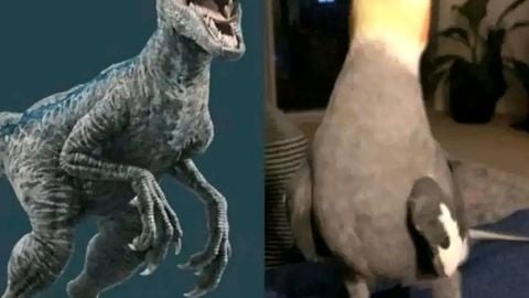 Yvsh VP9 no KEY - [🍀] You VS Homer script preview