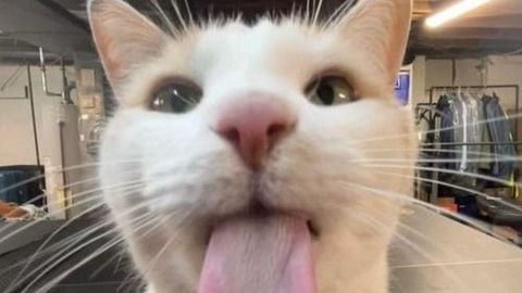 script - Amber Alert [UPD] [HORROR] script preview