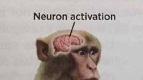 Steal a Brainrot