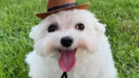 [🐞GER] The Lost Adventures [R]