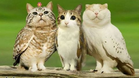 Keyless Free Aimbot Undetected With Esp - RIVALS script preview